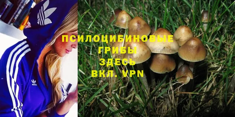 Псилоцибиновые грибы Psilocybine cubensis  дарк нет какой сайт  Берёзовка 